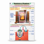 Manufacture of Phosphorus